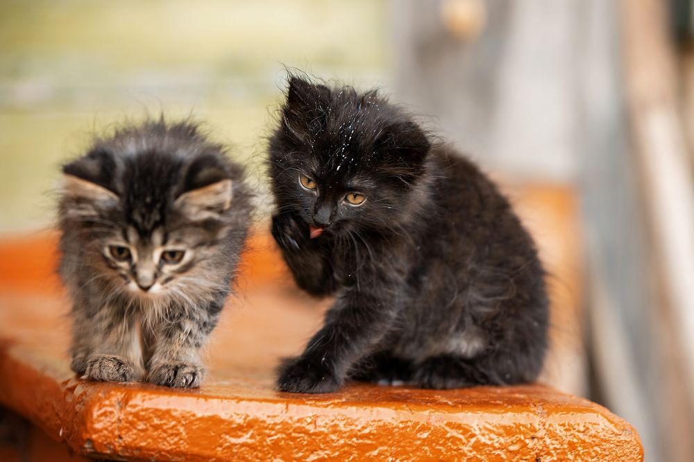 Фотография автора Елена Чернигина