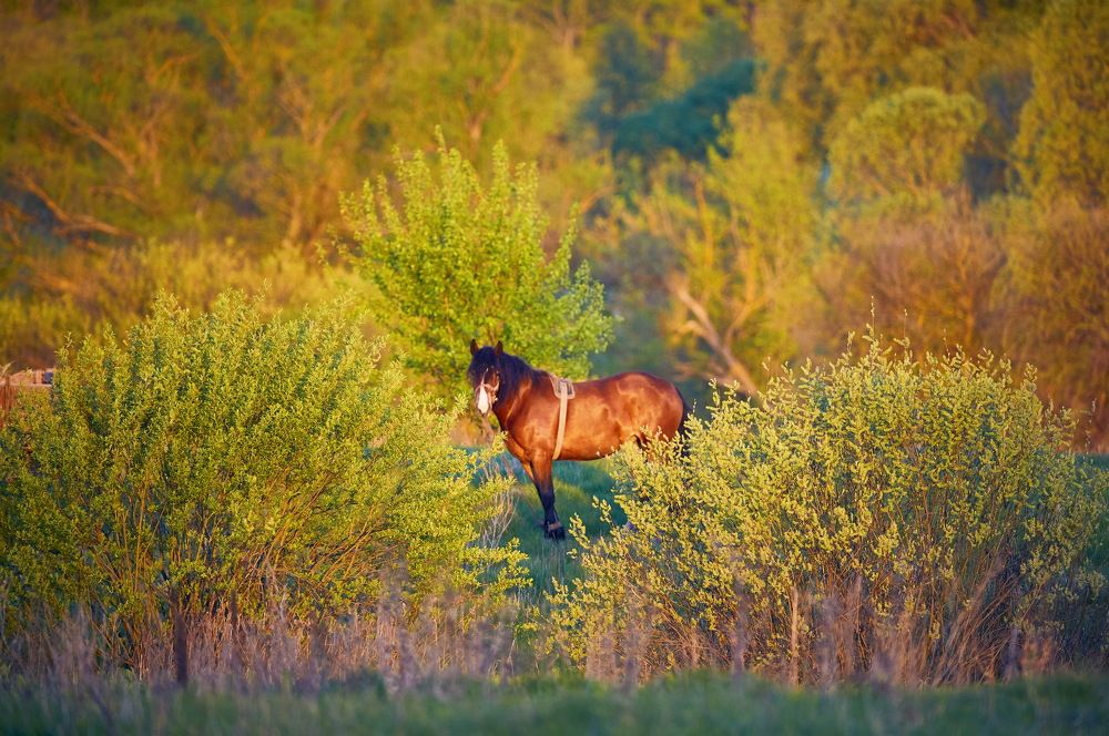 Photograph by Игорь Поддубный