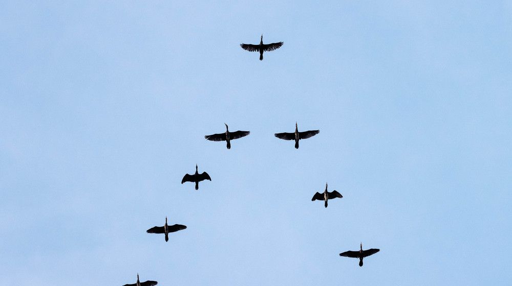 Indian Cormorant migration Flight