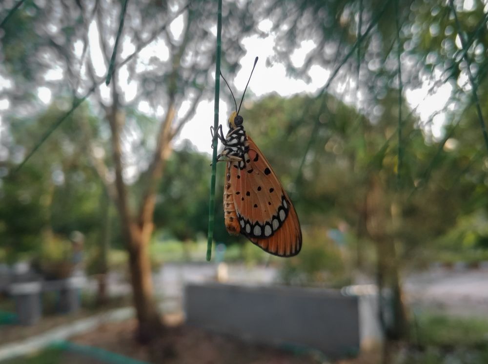 Photograph by Tun Ko Ko