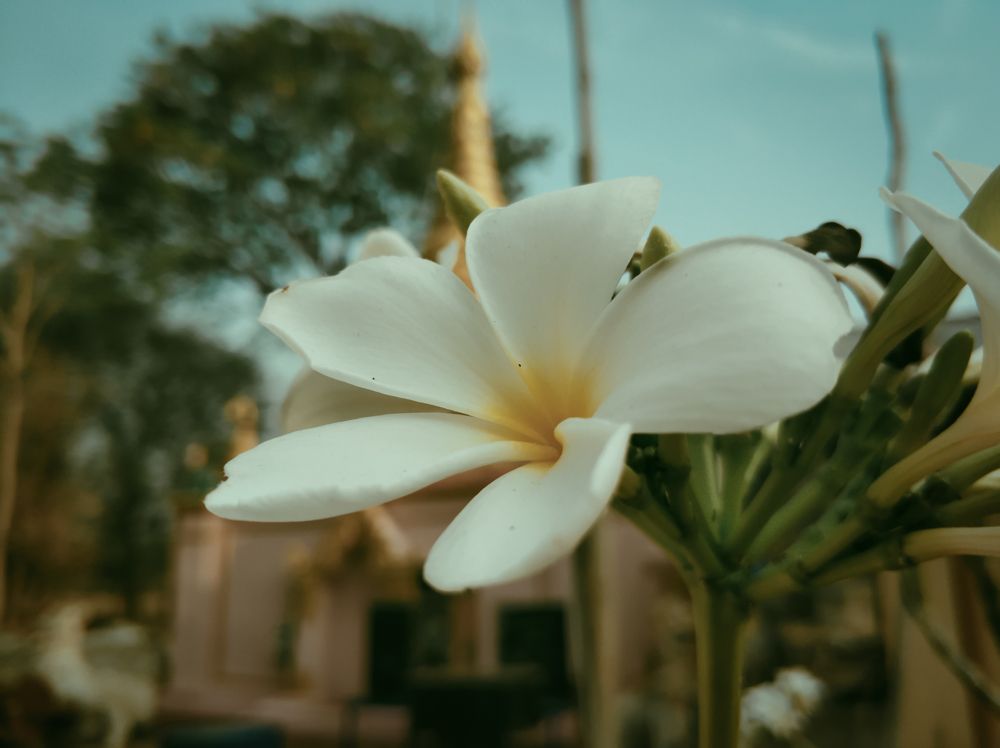 Flower