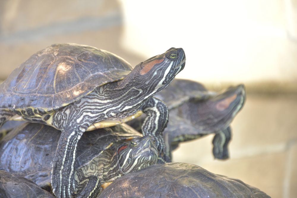 Photograph by Семён Личман