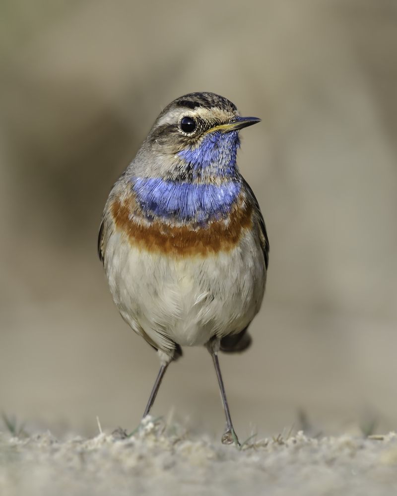 Bluethroat