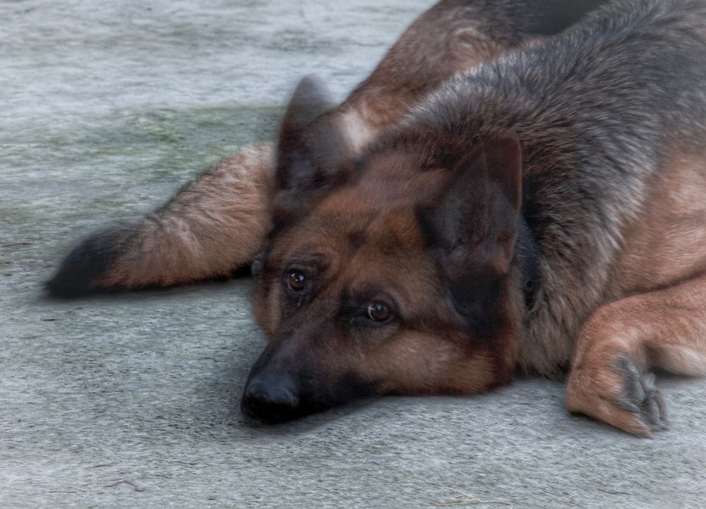 Photograph by Siavash Shomali