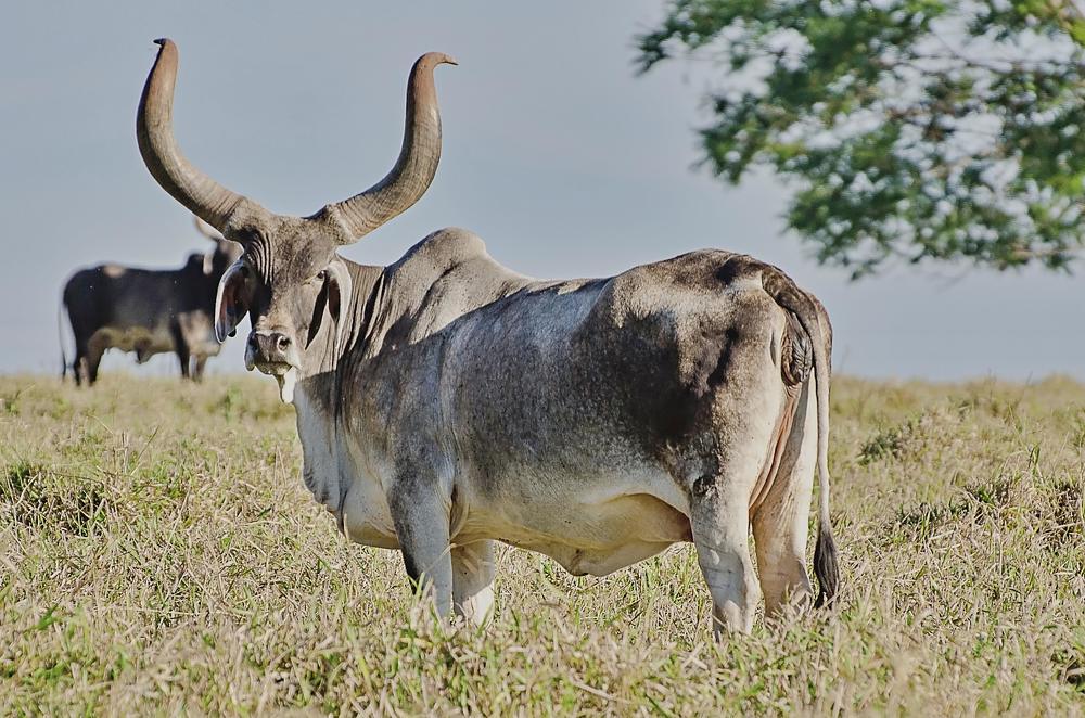 Photograph by Robison camargo