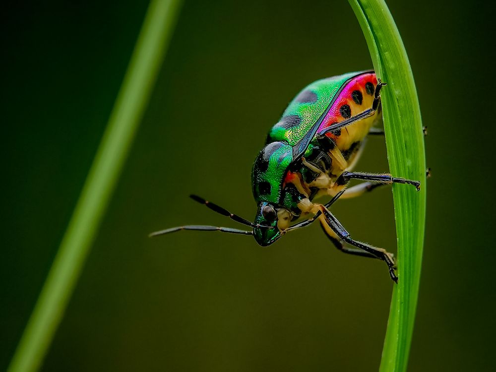 Jewel bug