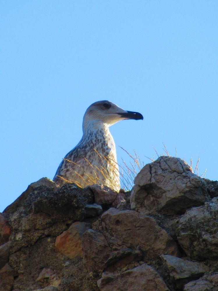 Крымская чайка
