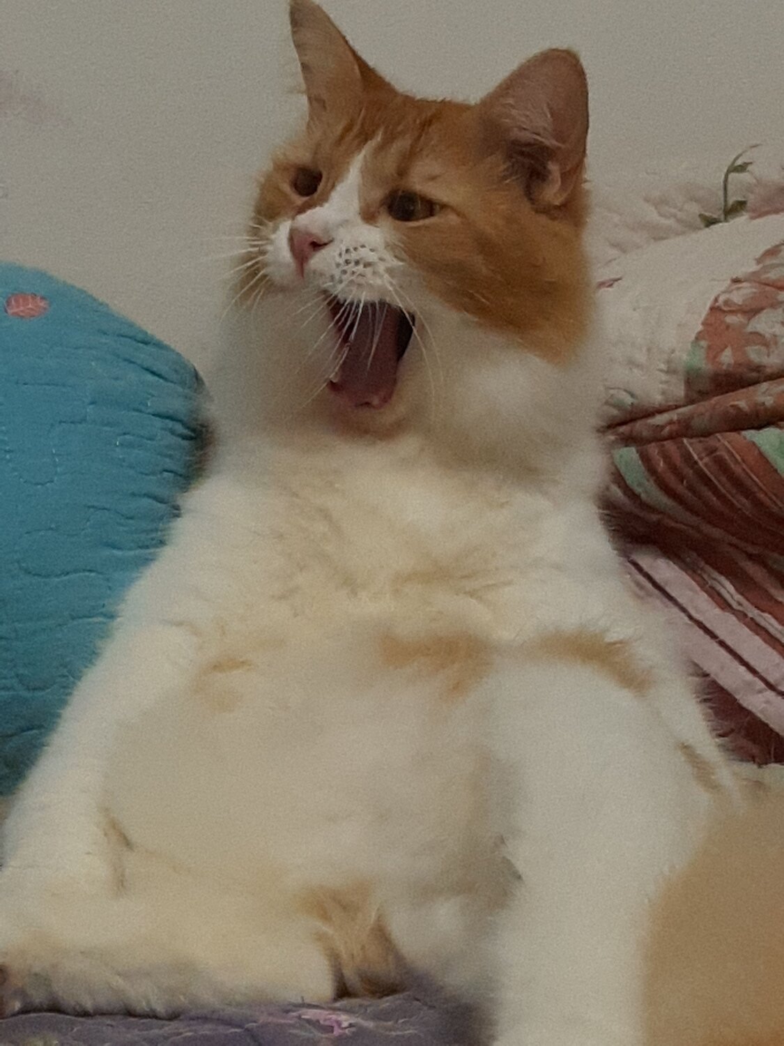 Roar!