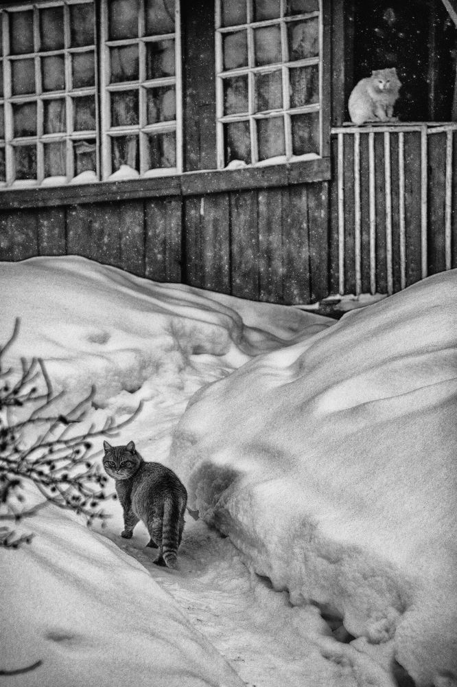 Photograph by Владимир Лосман