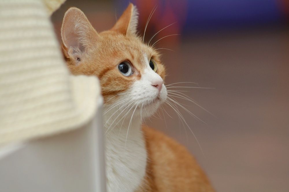 Photograph by Алексей Фомичев