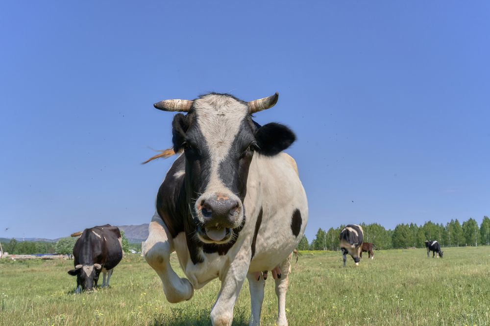 Photograph by Елена Мормоль