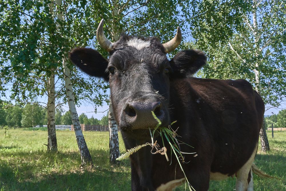 Photograph by Елена Мормоль