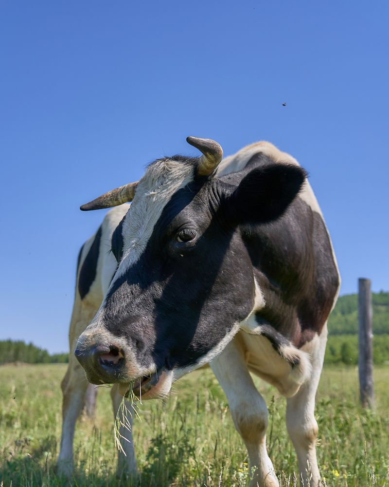 Photograph by Елена Мормоль