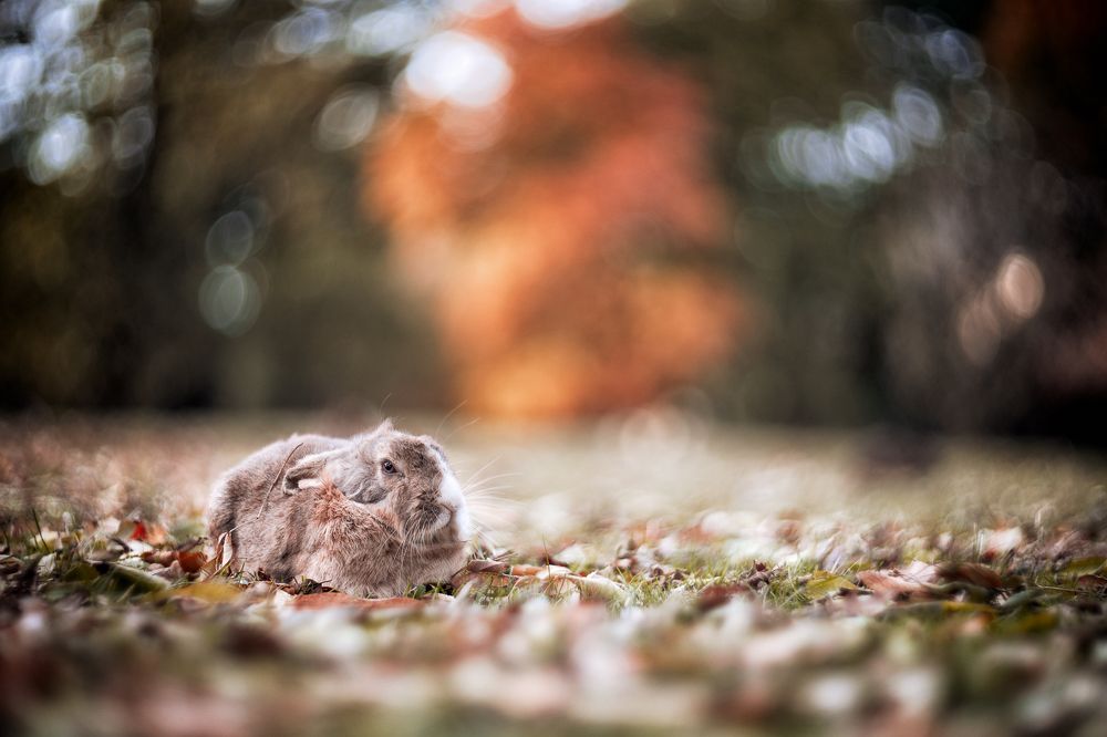 Photograph by Antonio Pedroni