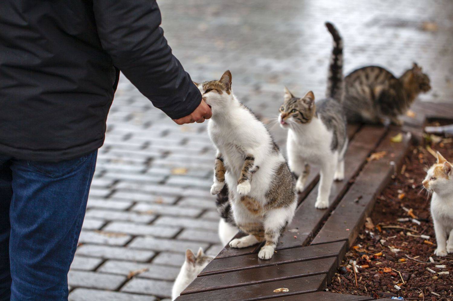 Фотография #6210657