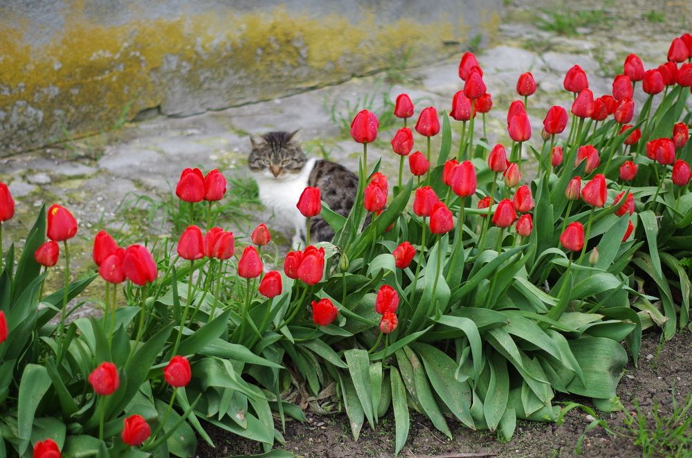 Кошка с тюльпанами