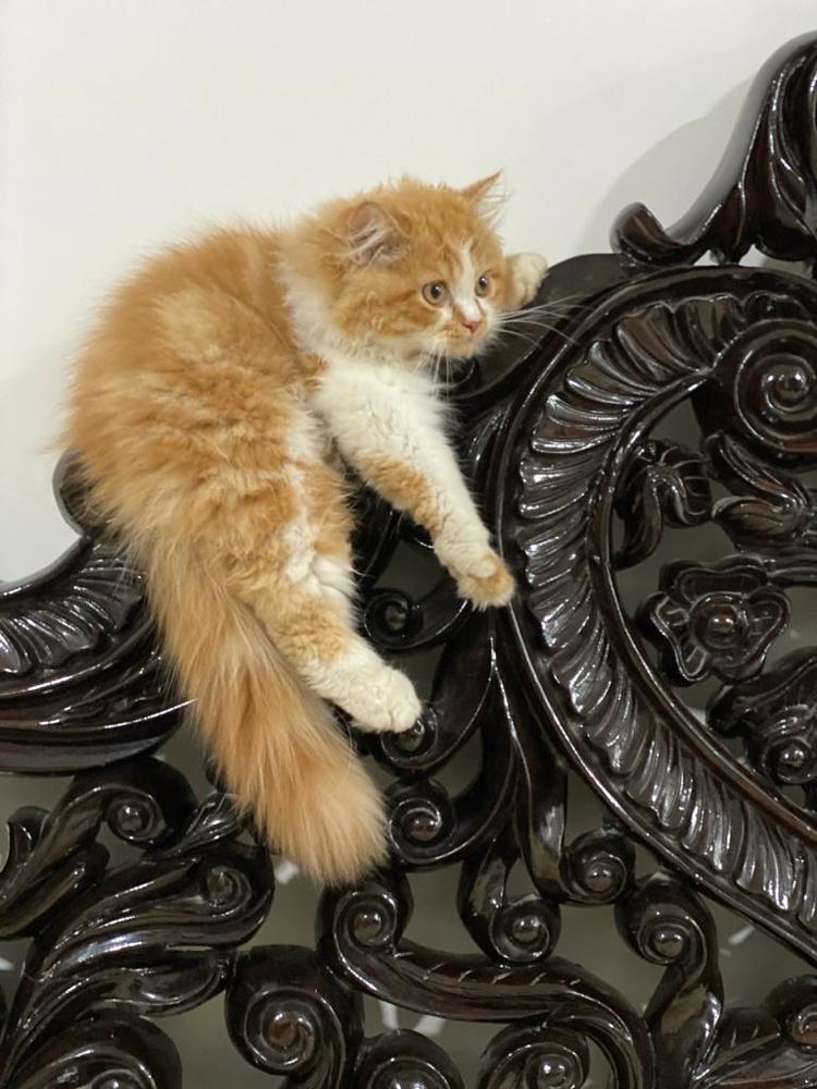 Фотография автора Sanjay Shukla