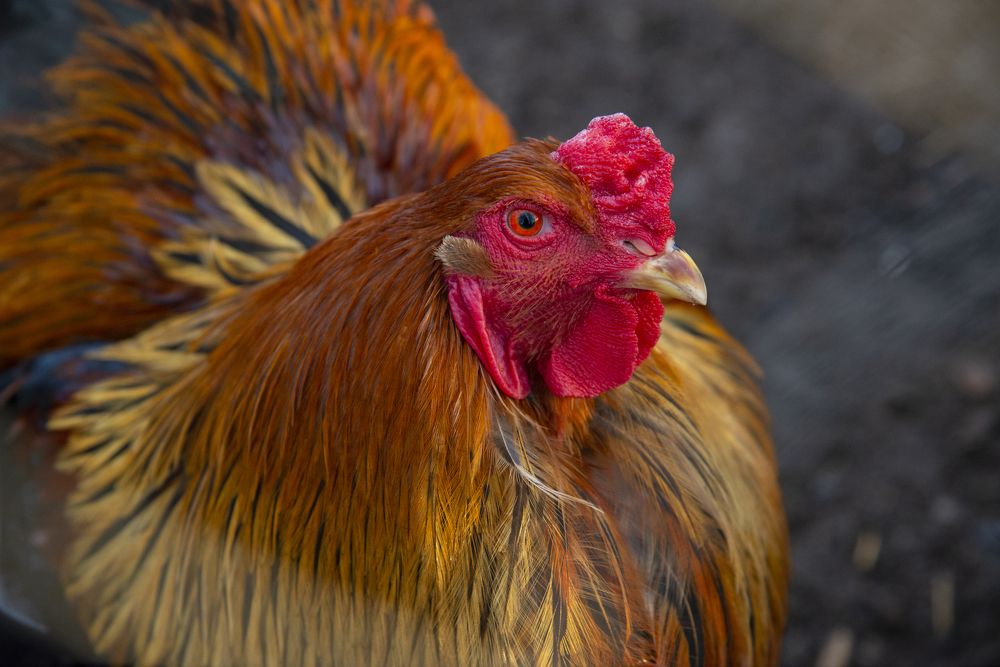 Photograph by Владимир Лосман