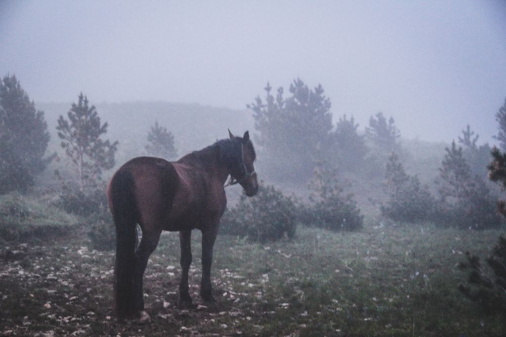 Фотография автора OXANA MARSOVA