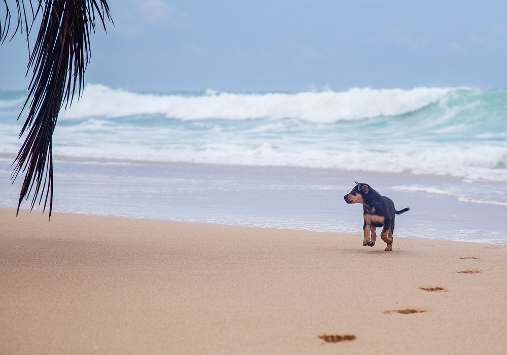 Фотография автора Sasindu Pramuditha