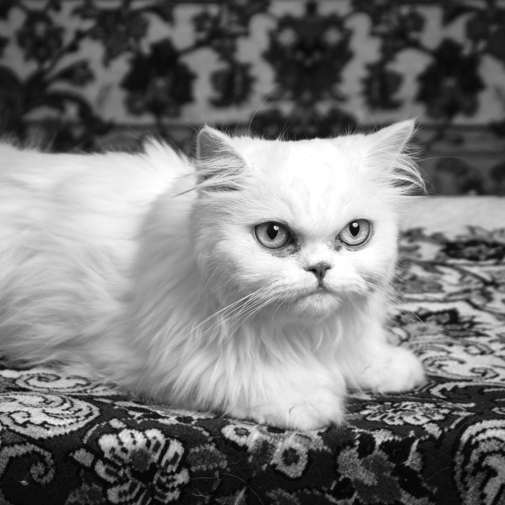 Photograph by Sajjad Tadayon