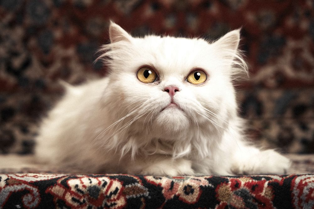 Photograph by Sajjad Tadayon