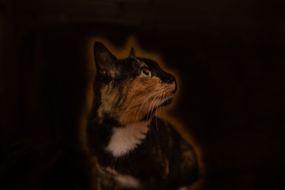 Фотография автора Екатерина Лапаева