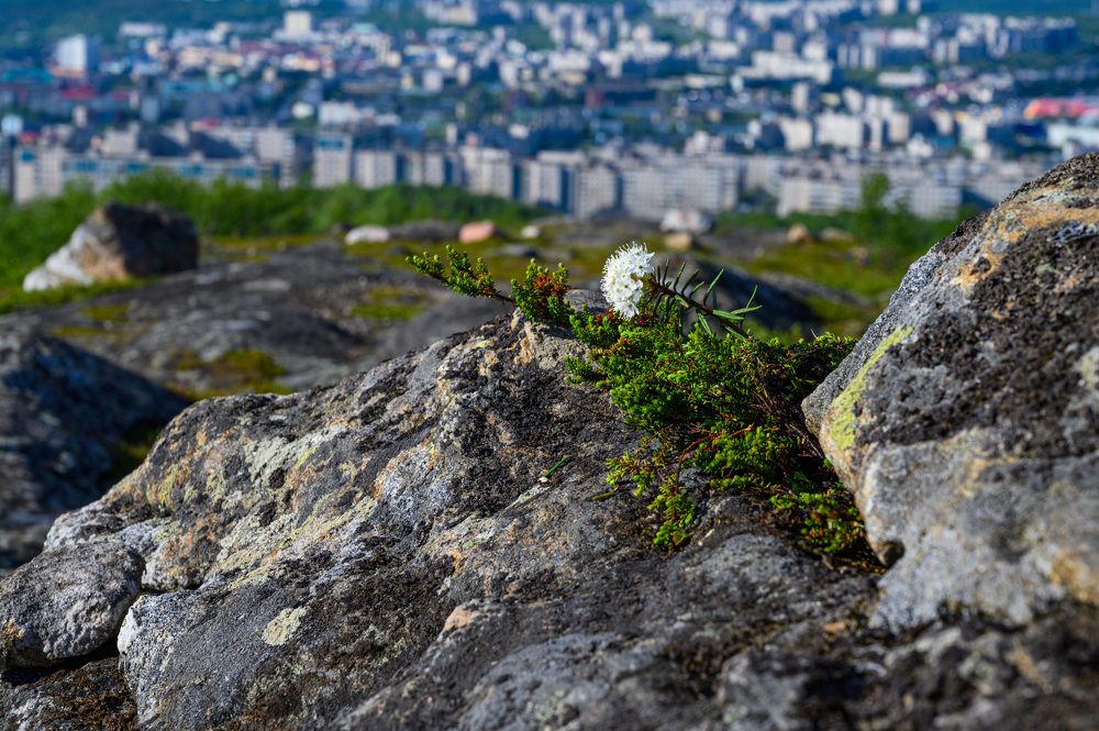 Стремление к жизни.
