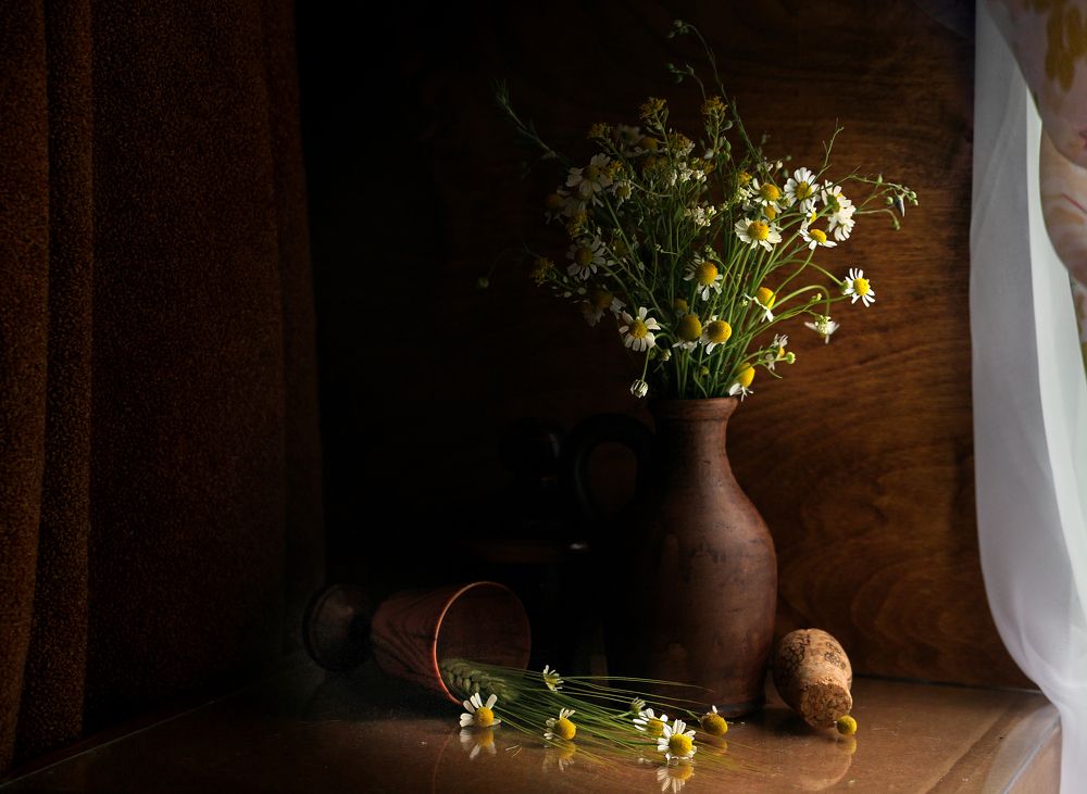 Полевые ромашки