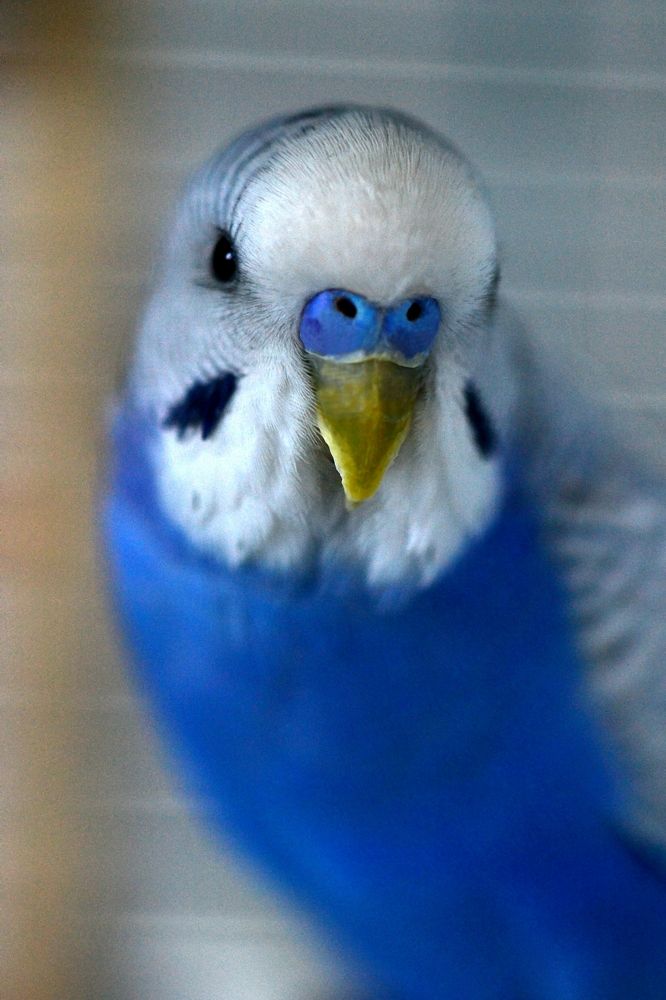 Оскар - волнистый попугайчик