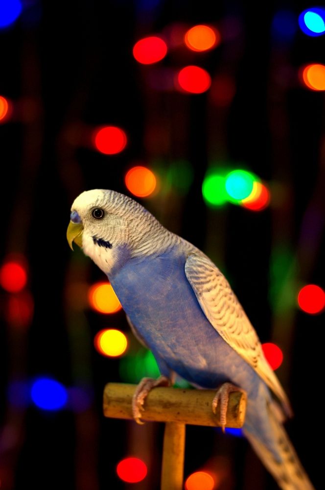 Оскар в праздничной атмосфере