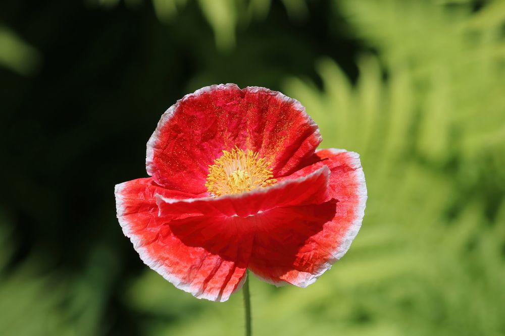 Photograph by Rosalie Millen