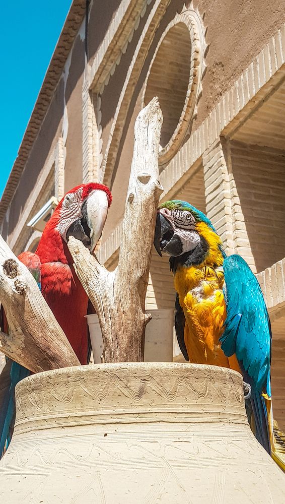 Фотография автора Nima Nezafat Yazdi