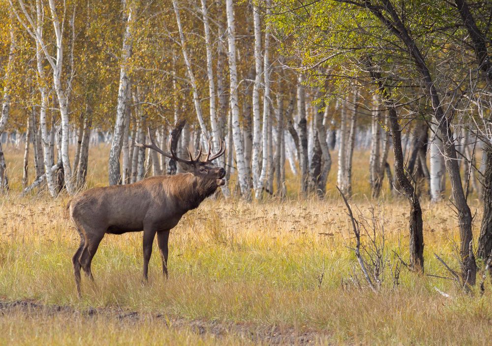 Photograph by Андрей Красников