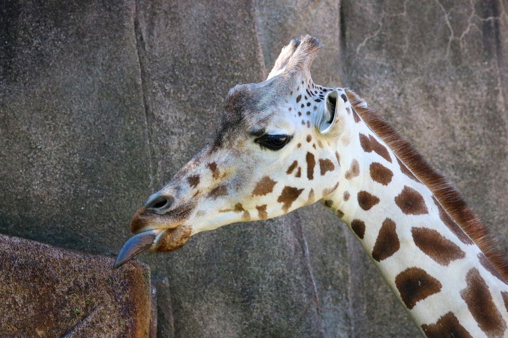 Giraffe with Tongue Out