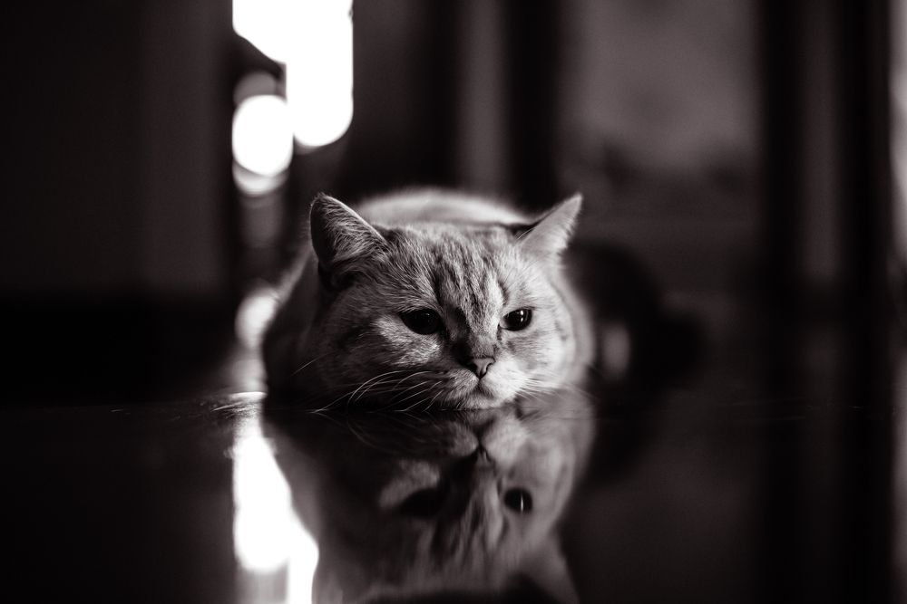 Симона в образе