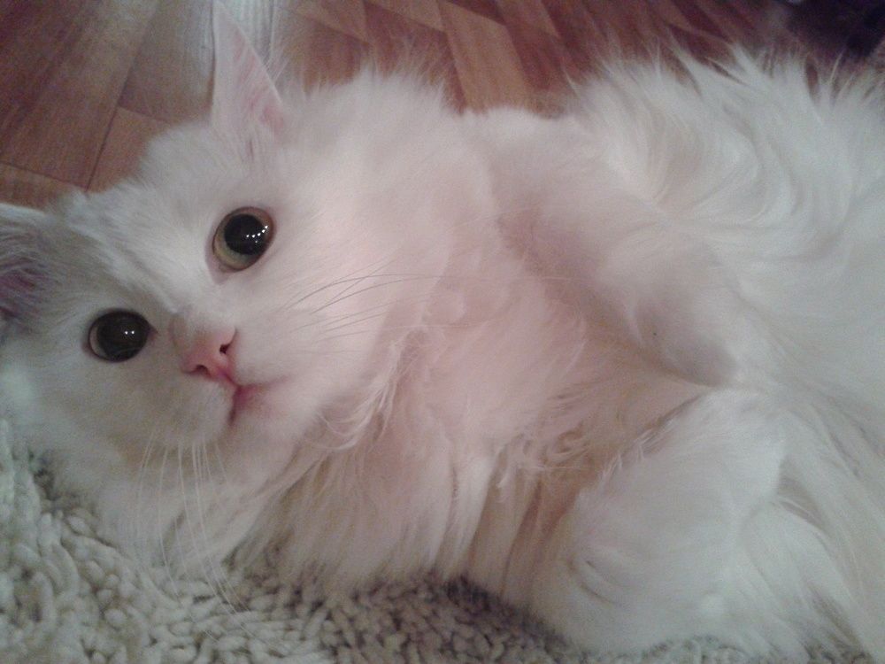 Photo #6211138