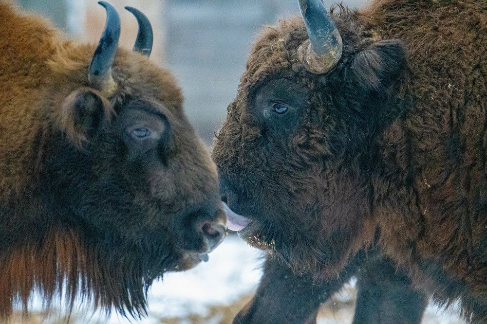 Photograph by Юлия Тельпова