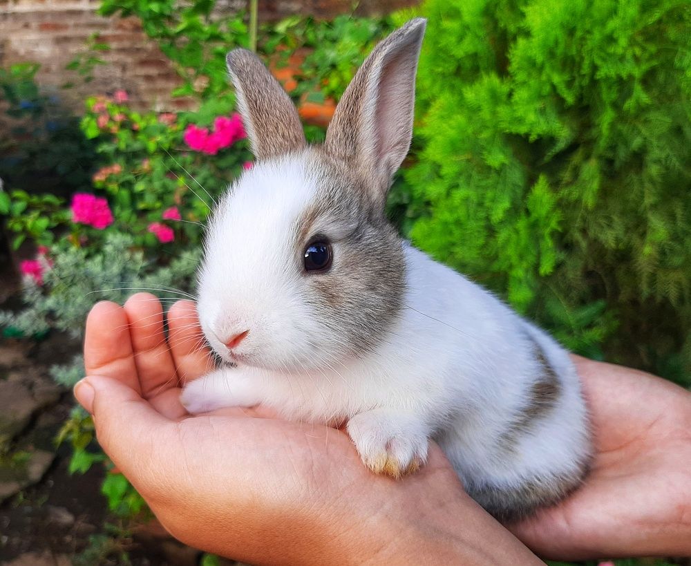 Photograph by Guillen Néstor A.