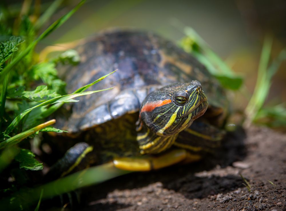 Фотография автора Виталий Зейфер