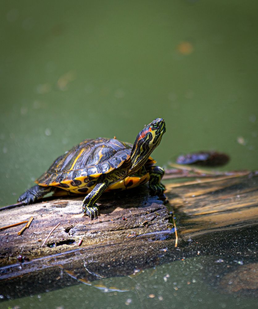 Фотография автора Виталий Зейфер
