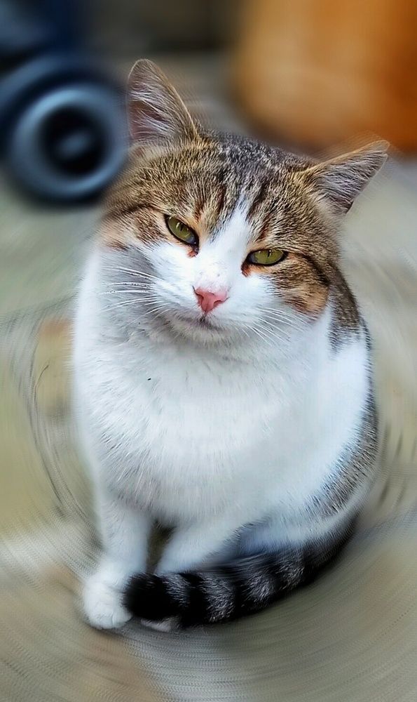 Photograph by Алла Холодова