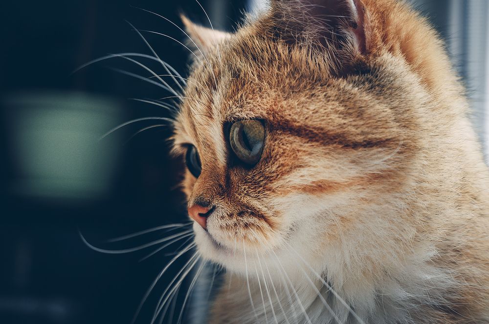 Фотография автора Кирилл Пчелинцев