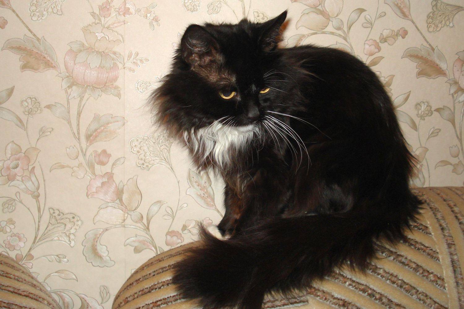Photo #6211417