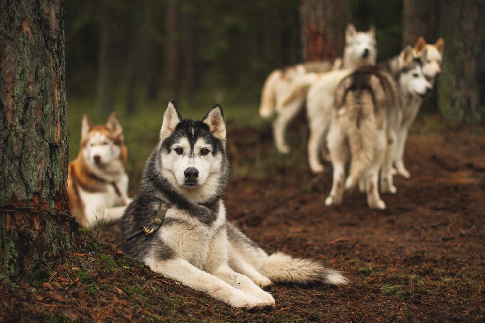 Photograph by Danas Ryženinas