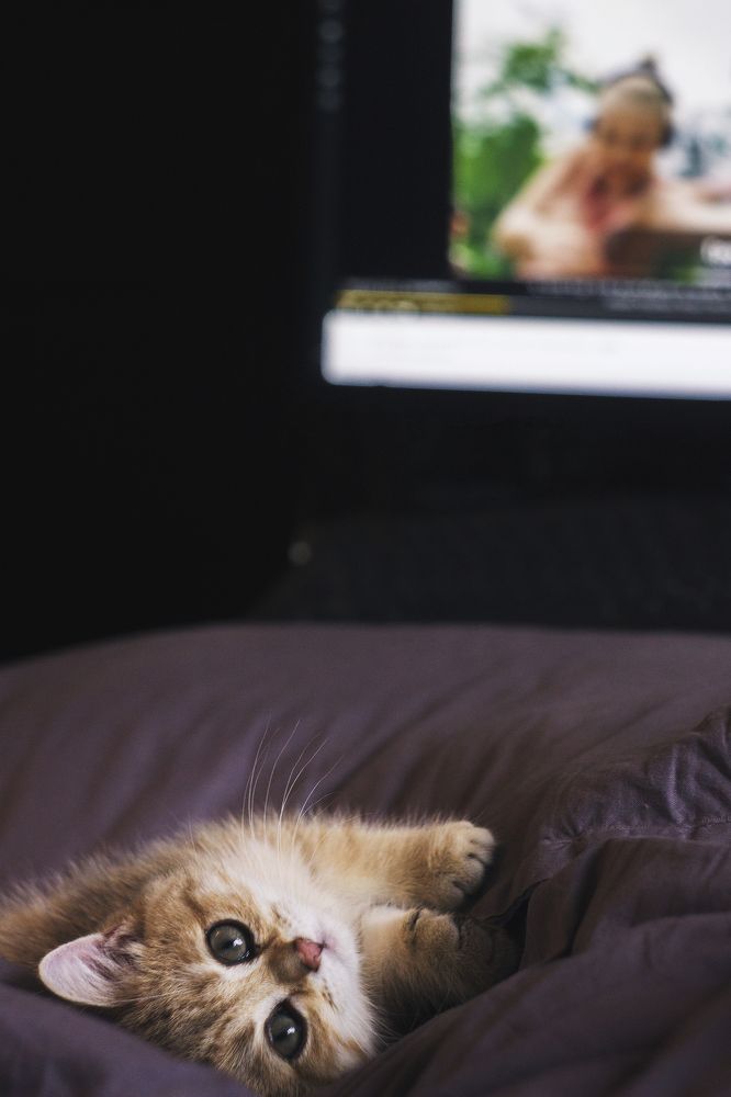 Фотография автора Кирилл Пчелинцев