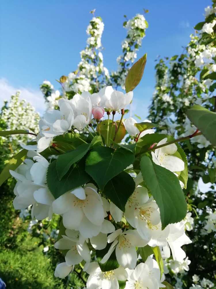 Photograph by Альбина Салихзяновна Бикчурина