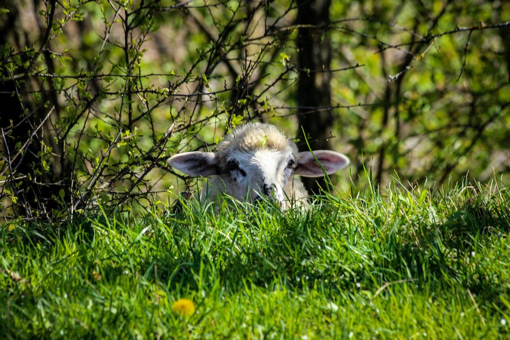 Фотография автора Andrej Levius