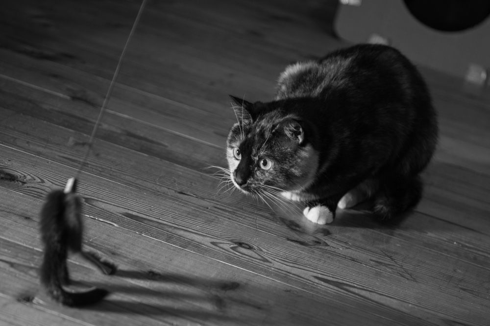 Фотография автора Екатерина Лапаева