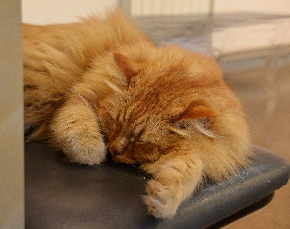 Рыжее золото